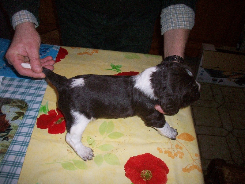 Halinka
