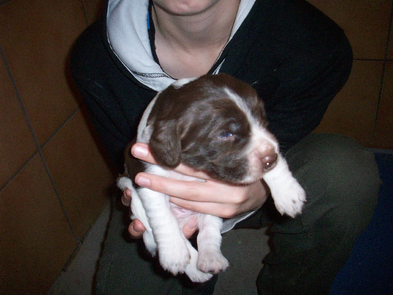 Hugo