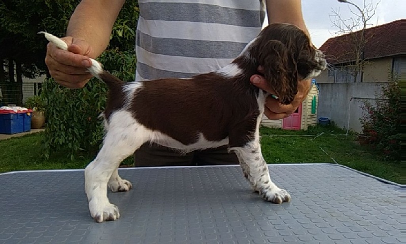 Mascotte