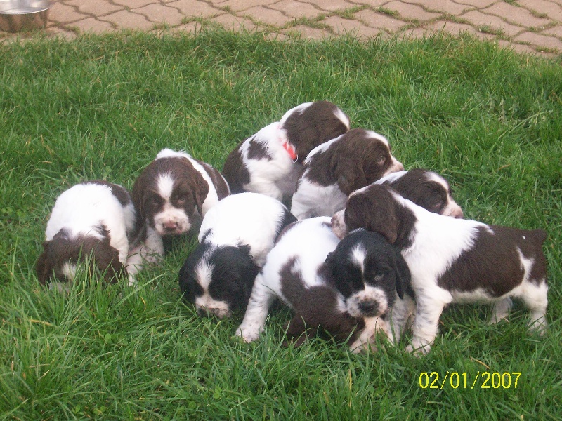 Chiot English Springer Spaniel de la Plaine Nuceria