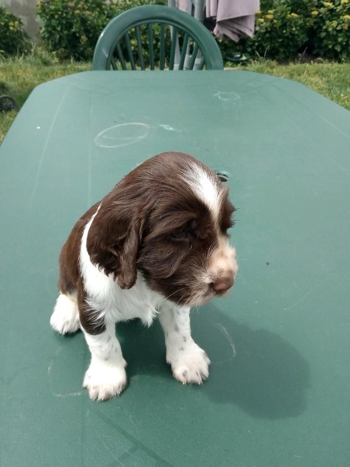 de la Plaine Nuceria - English Springer Spaniel - Portée née le 10/05/2020